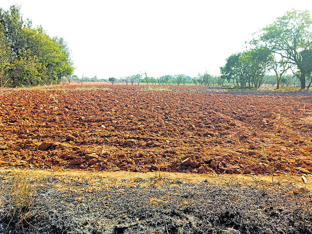 The sprawling campus of the UAS-B, which would otherwise have patches of lush green crops, is now a barren land. Plots that gave a welcome sight with sunflowers in full bloom a year ago are lying vacant. DH&#8200;Photo