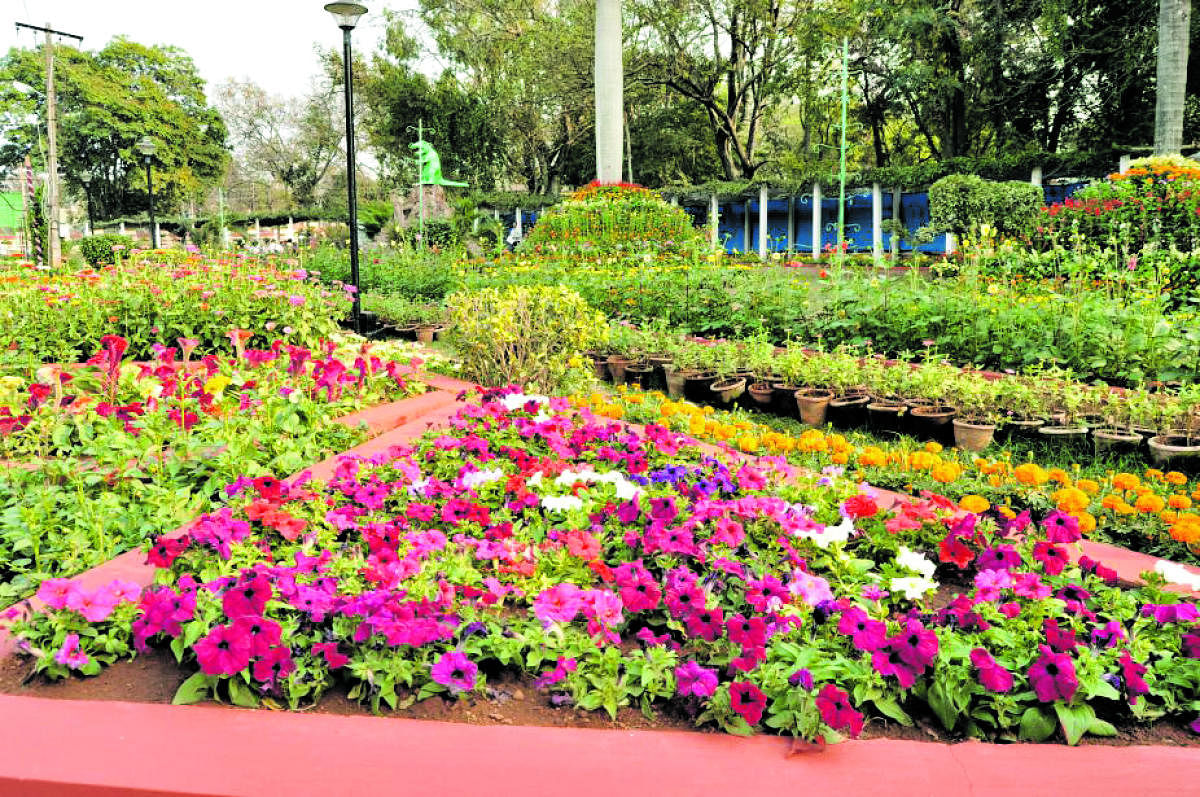 The Horticulture department all set for the Flower Show, organised as part of Republic Day, from Friday.