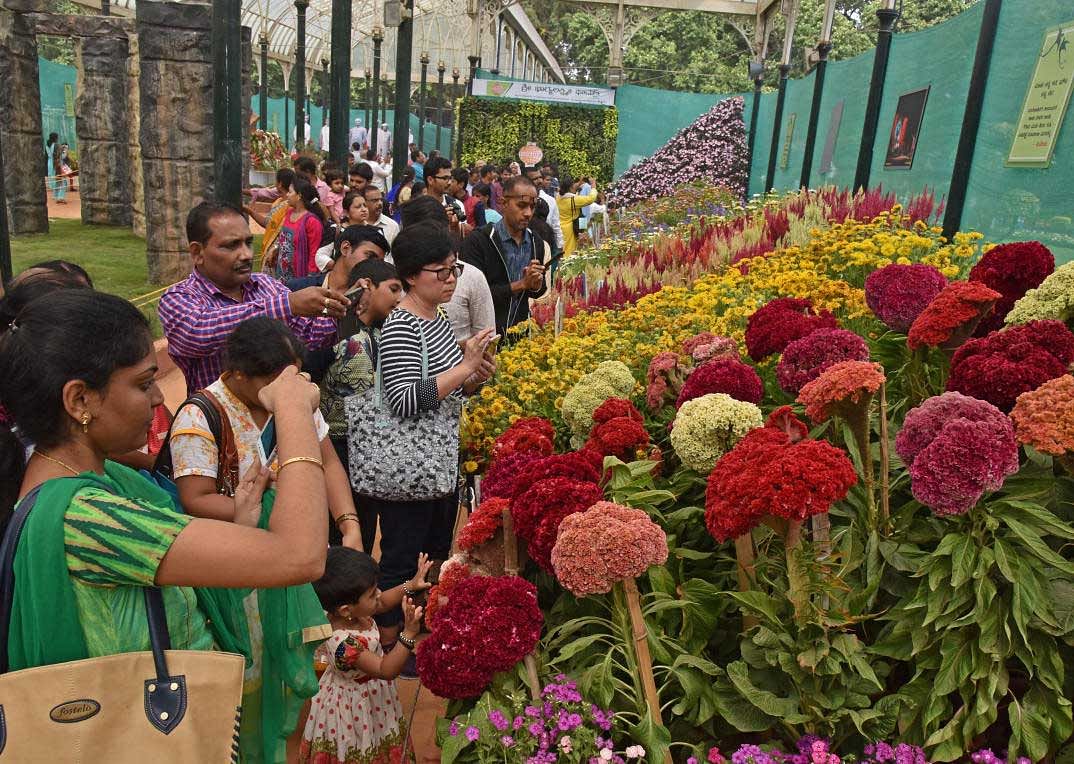 On Day 7, Lalbagh flower show gets 1,31,500 visitors