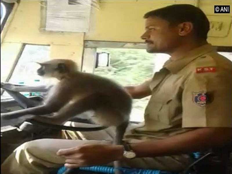 Driver M Prakash, 36, while driving the bus between Davangere-Anaji-Bharamasagar made the monkey to sit on the steering and handle it on October 1. (Image courtesy ANI/Twitter)