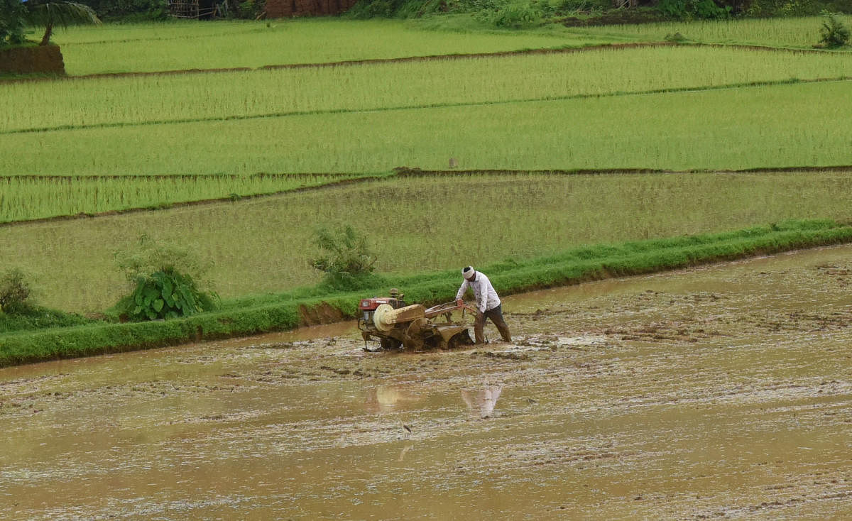 A farmer ploughs his land, to sow paddy near Udupi on Wednesday. DH Photo/Govindraj Javali