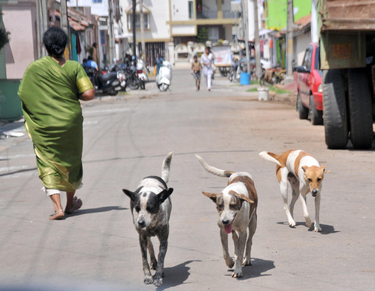 The dog catchers and the NGOs, who look after some of the shelters across the city, will use the app.