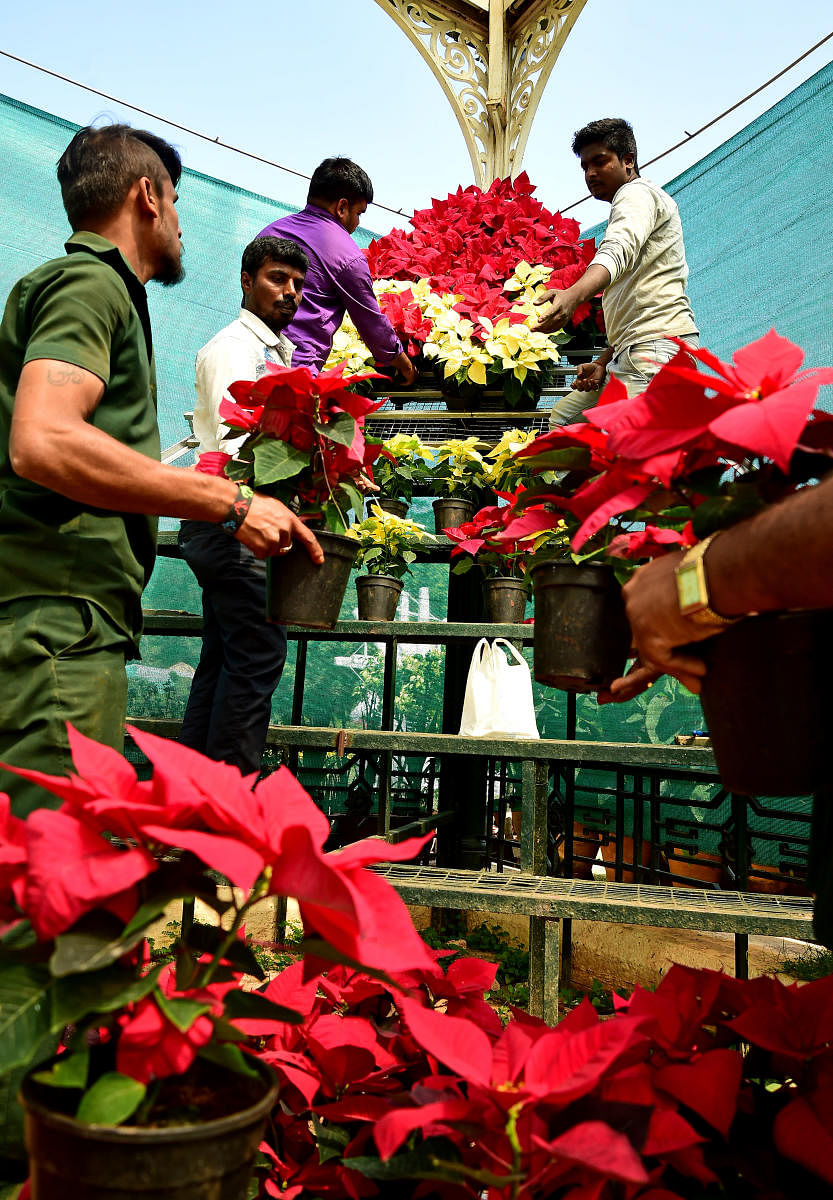Workers arrange flower pots at Lalbagh for the Republic Day flower show which begins on Thursday. (Right) Gandhi’s Three Monkeys will be among the main attractions. DH PHOTOS/KRISHNAKUMAR P S