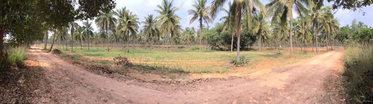 Work in progress in Kannamangala near Whitefield to create a mini Lalbagh. DH Photo/Niranjan Kaggere