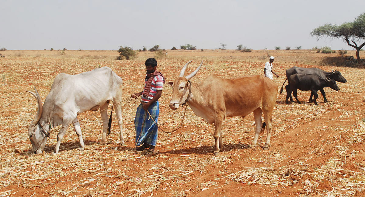 A total of 16.72 lakh farmers have borrowed loans from commercial banks across the state.