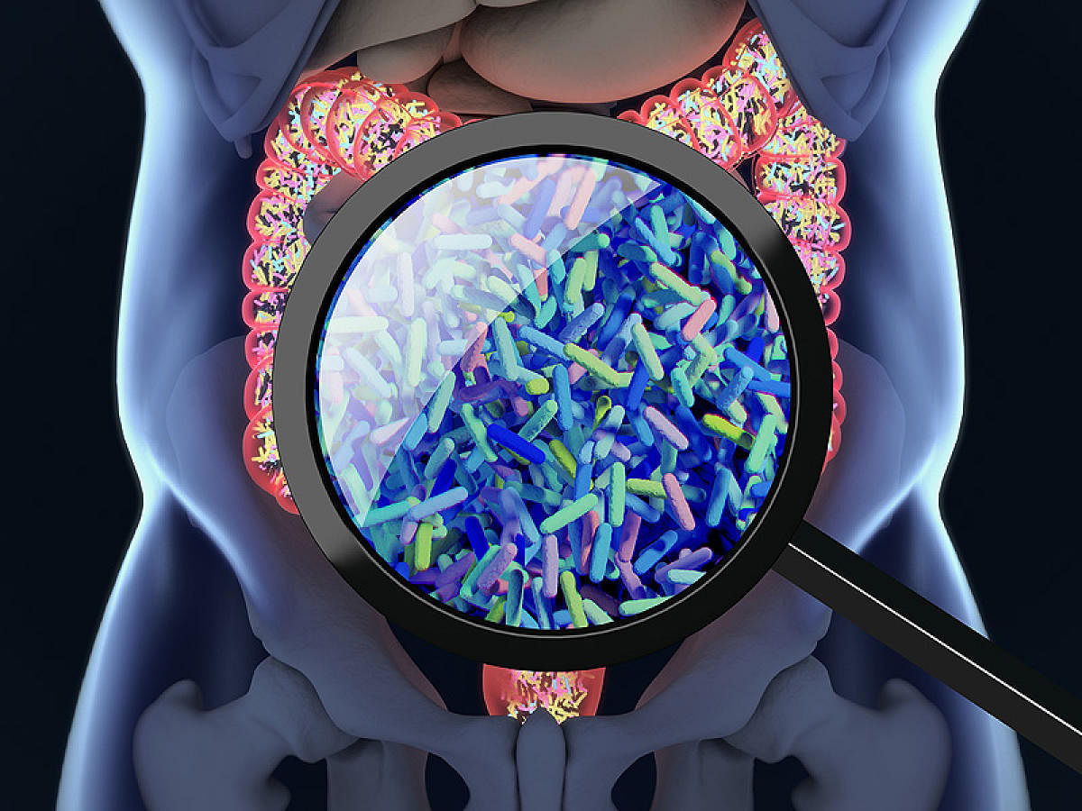 CLEAR PICTURE: With advances in DNA sequencing technology, it has become possi­ble to identify gut microbiota without the tedious method of isolating and culturing.