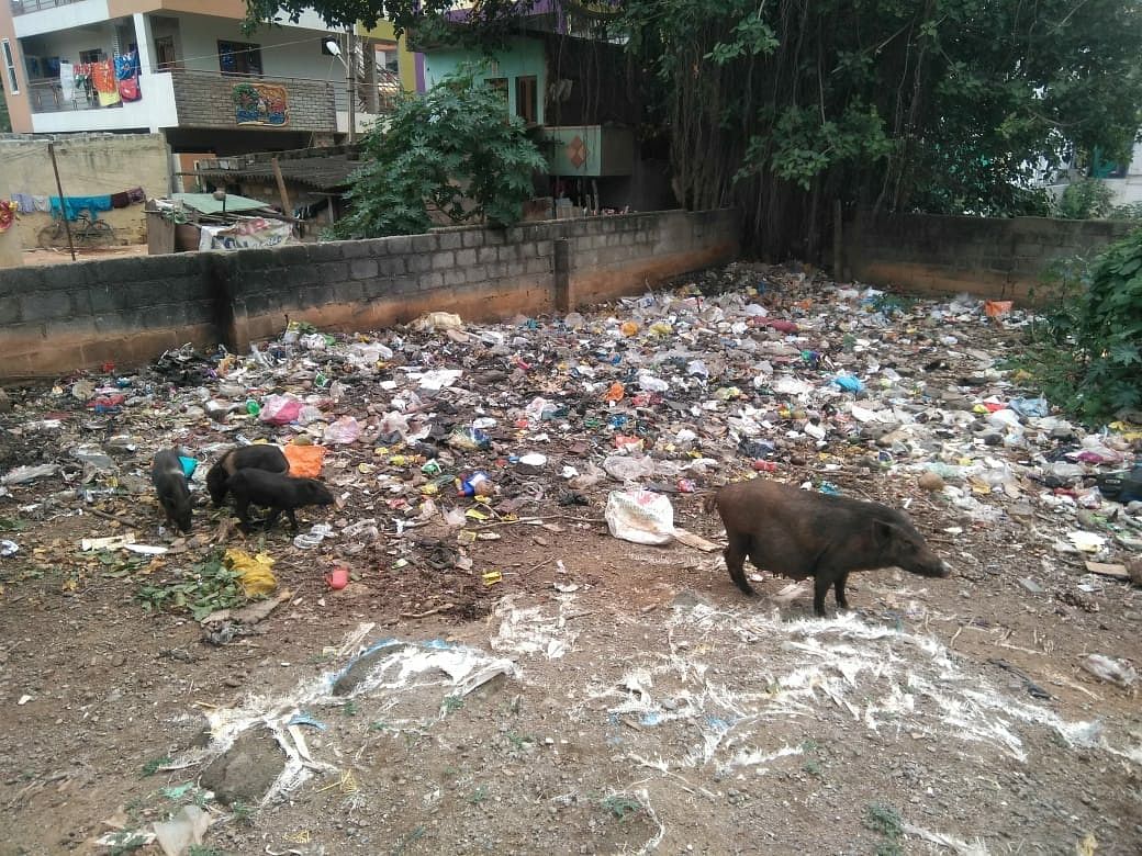 Pigs on the prowl in Bellandur, East Bengaluru.