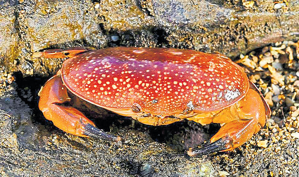 Red crab found on Mumbai beach.