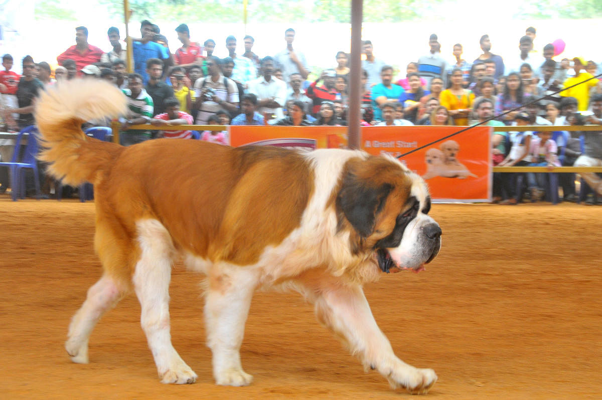 Saint Bernards, Labradors and German Shepherds are the most bred dogs because of their popularity. PIC FOR REPRESENTATION PURPOSE ONLY