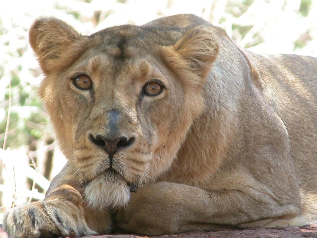 Tyavarekoppa Lion and Tiger Reserve 