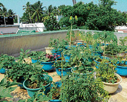A rooftop vegetable garden in Kerala.