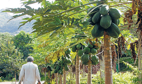 labour's fruit: Narasimhaiah's model garden has set an example for other  farmers of the village. Photo by the author