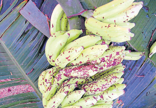 Plantain growers incur loss, Poovalai conquers the market