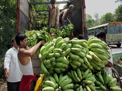 Danfoss holds banana festival in Tamil Nadu