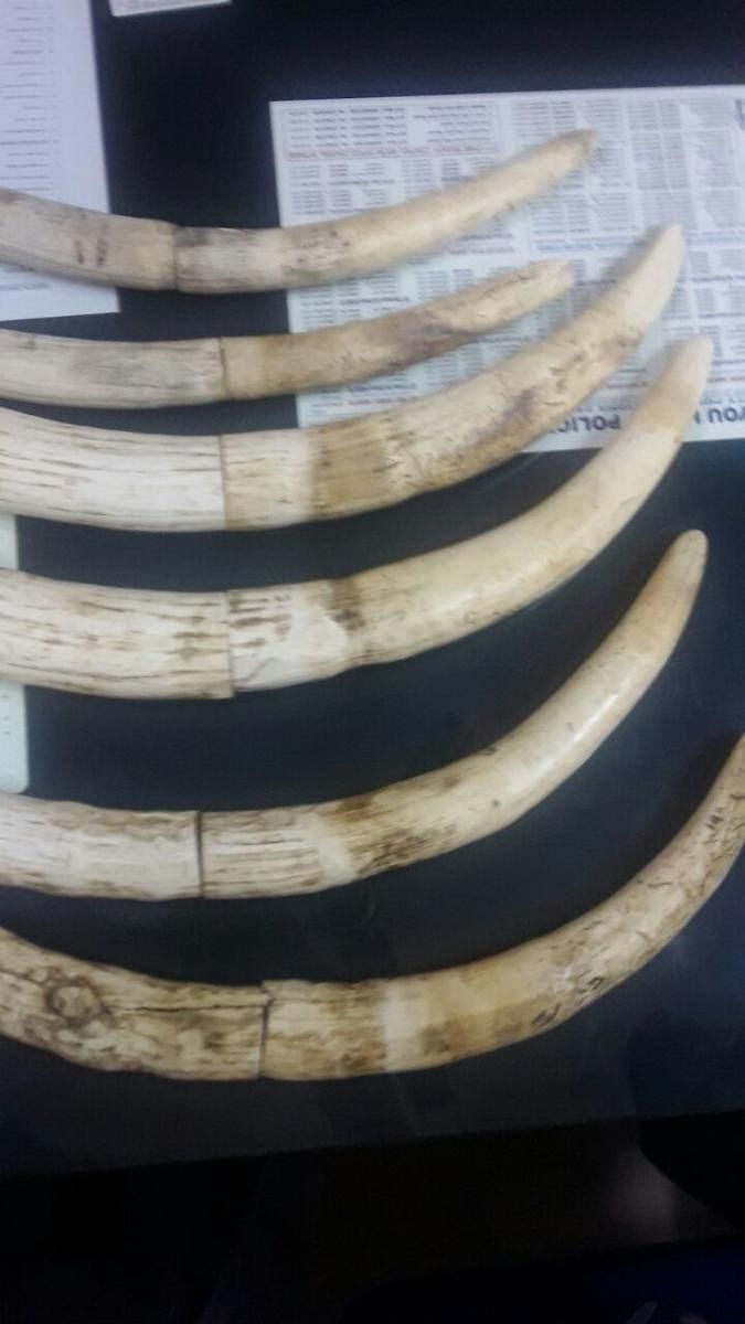 The Mahalakshmi Layout police recovered elephant tusks from poachers in Tamil Nadu.