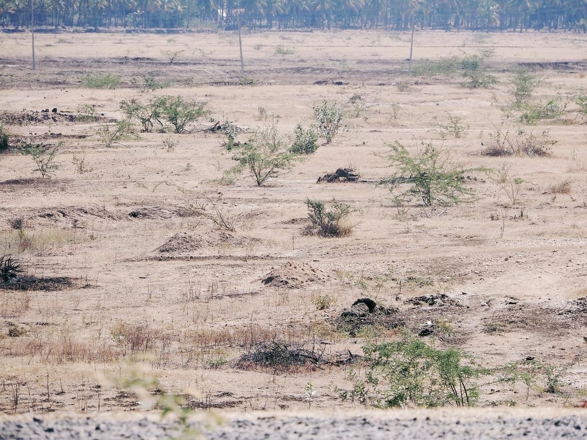 Singatagere lake in Kadur taluk is totally dried up.