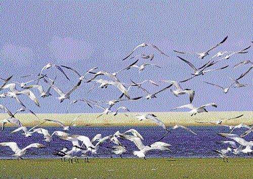 Birds at Pulicat Lake in Tamil Nadu. Srinivasa j n