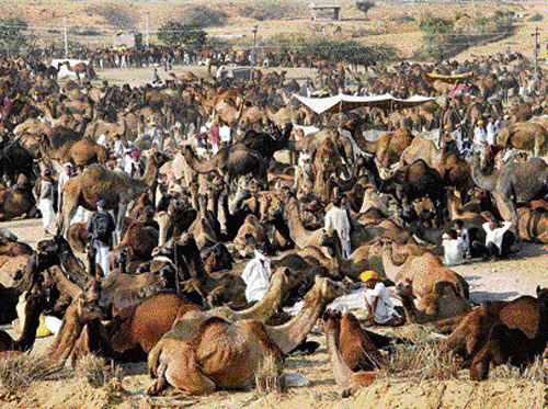 The government decided to go a step ahead and is in the process of enacting a law-- Rajasthan Bovine Animal (Prohibition of slaughter and regulation of temporary migration or exports of camel) Bill 2014--to prevent slaughter, illegal trade and transportation of animal. It also plans to include camel milk in its food security programme.  DH photo