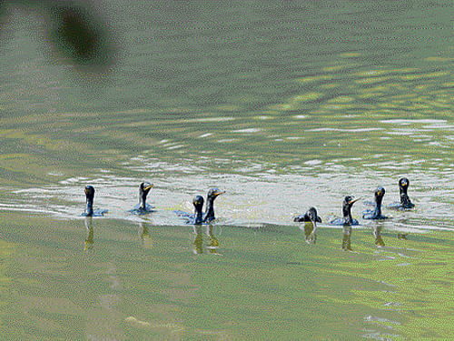 Winged visitors coming to Rajasthan are a troubled lot these days. While seasonal habitats are shrinking and succumbing to rapid urbanisation and industrial development, the two major wet lands--Keoladeo Bird Sanctuary in Bharatpur district...