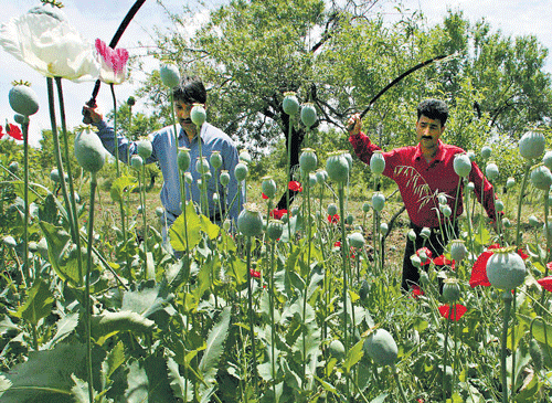 A file photo of poppy saplings.