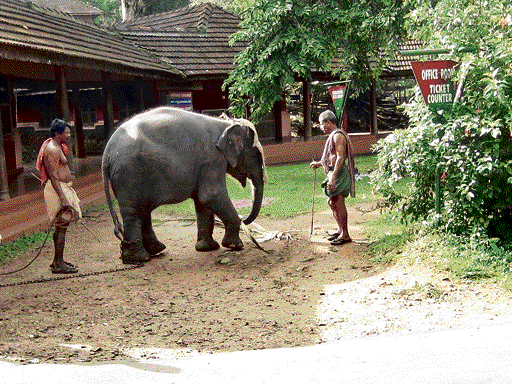 Mahouts take out Lakshmi for a walk at the Konni elephant camp. Krishnakumar R