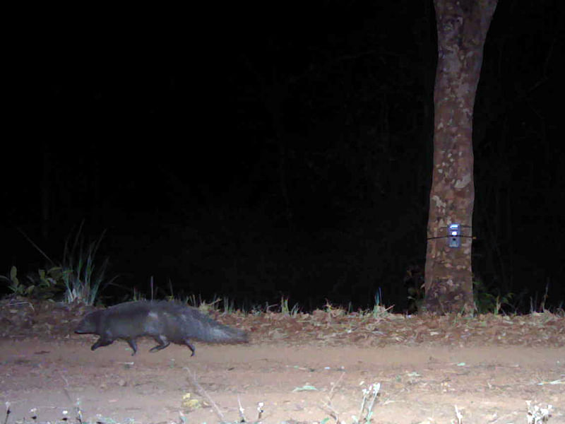 The brown mongoose—a small carnivore species was spotted for the first time outside of their known territory—Virajpet in Kodagu district. (Img Source: Nature Conservation Foundation)