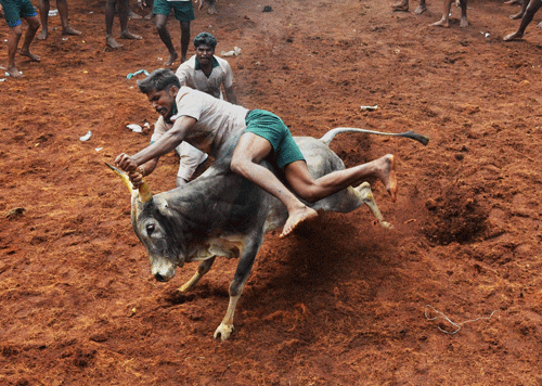 An animal rights organisation has filed a petition in the Madurai Bench of the Madras High Court, claiming that cruelty to bulls and injury of people was commonplace during the recent 'jallikattu' events organised in five districts of the state. PTI File Photo.