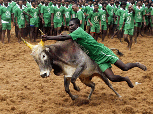 Supreme Court Wednesday banned Tamil Nadu's centuries-old Jallikattu bull fights, saying that bulls could not be used as performing animals, either for the Jallikattu or bullock-cart races. AP Photo