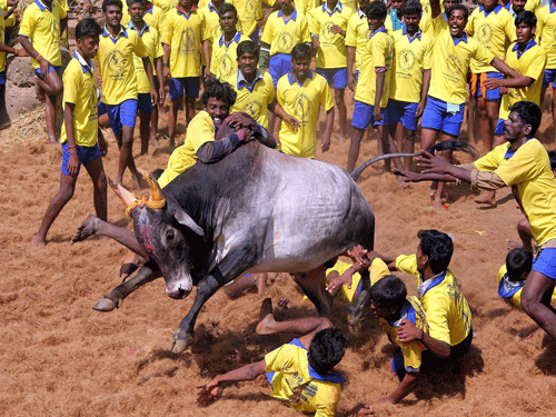 As the Pongal festival is nearing, protest against the ban on Jallikattu (taming the bull) intensifies across southern Tamil Nadu with thousands of members of Jallikattu Peravai (union) staging a protest demonstration with the support of various political parties on Wednesday. PTI file photo