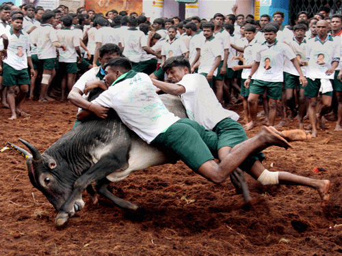 Jallikattu, also known Eruthazhuvuthal, is a bull-taming sport played in Tamil Nadu as a part of the Pongal harvest festival. PTI File Photo.