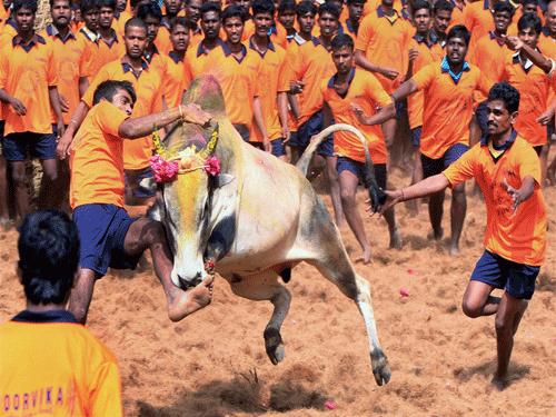 The apex court fixed August 30 for final hearing of the matter to decide on the Constitutional validity of Jallikattu. PTI file photo