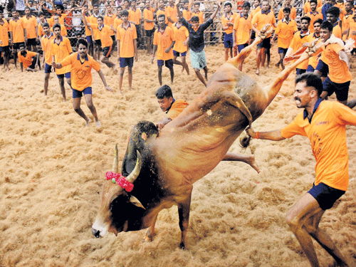 On December 5, the court had reserved its verdict on a batch of petitions, challenging the 2016 notification allowing the use of bulls in Jallikattu, contending it was in contradiction with the provisions of the Prevention of Cruelty to Animals Act. File Photo.