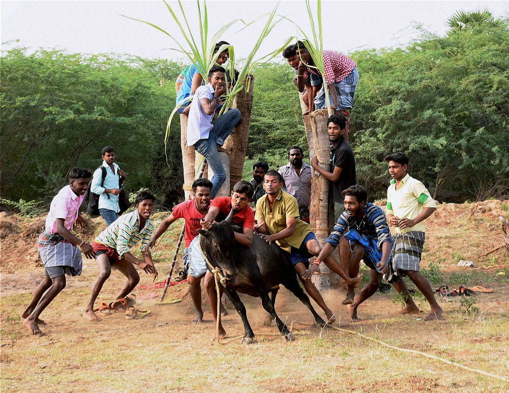 People take part in Jallikattu at Karisalkulam village in Madurai on Friday. PTI