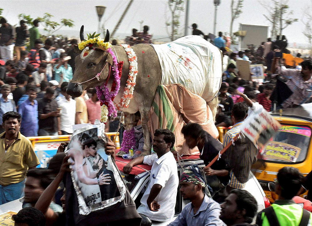 Youngsters and students participate in a protest to lift the ban on Jallikattu and impose ban on PETA, at Kamarajar Salai, Marina Beach in Chennai on Friday. PTI Photo