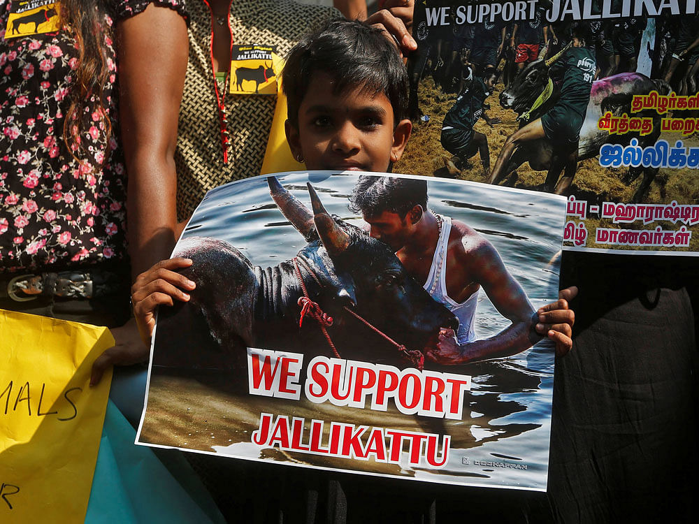 A child holds a sign during a protest demanding a reverse of the Supreme Court ban on the traditional bull-taming contest, known as Jallikattu. Reuters photo