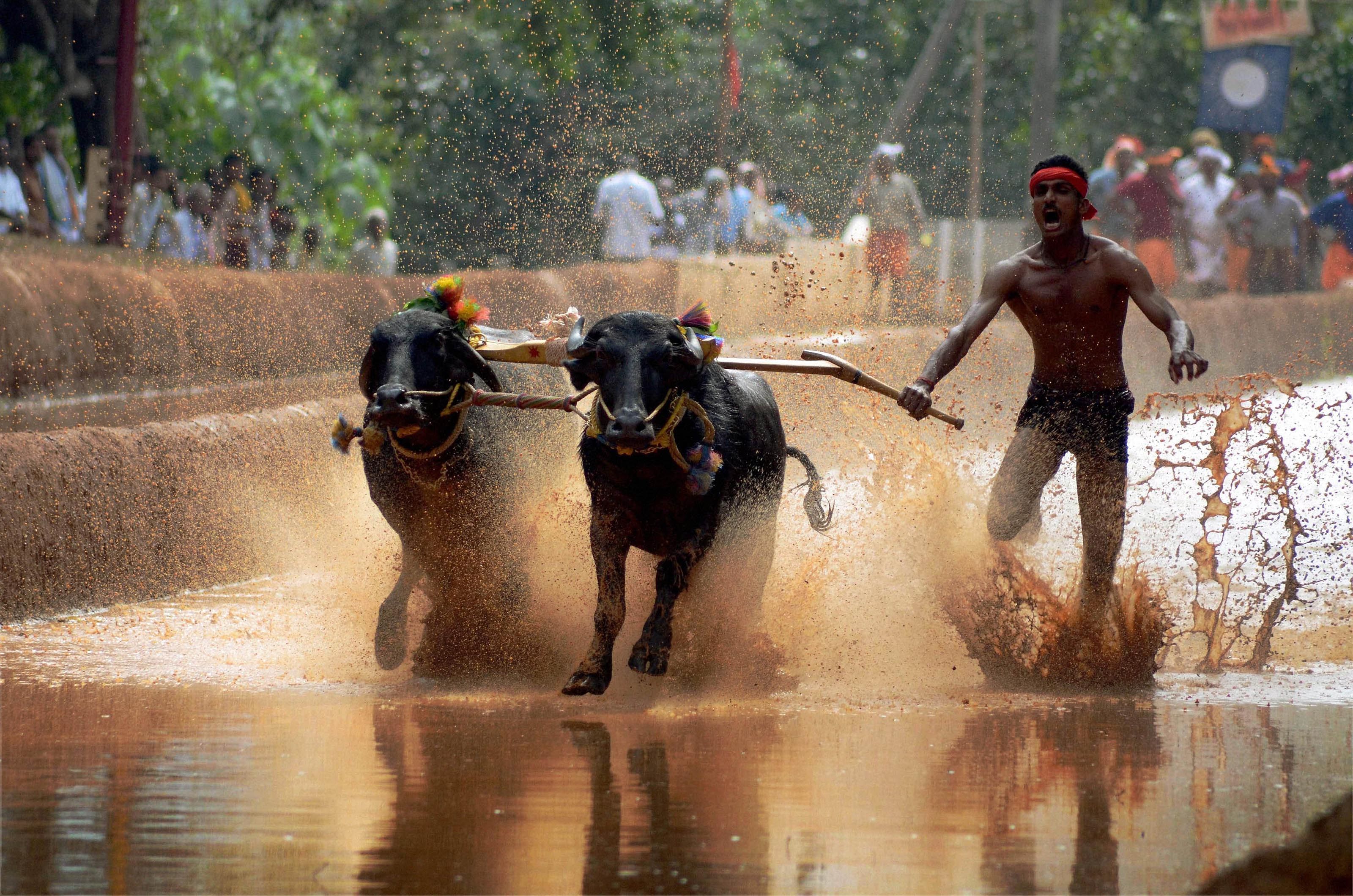 Kambala Committees have filed an interim application, seeking vacation of the stay. The matter came up yesterday before the division bench of the High Court, which adjourned the case to January 30. PTI FIle Photo