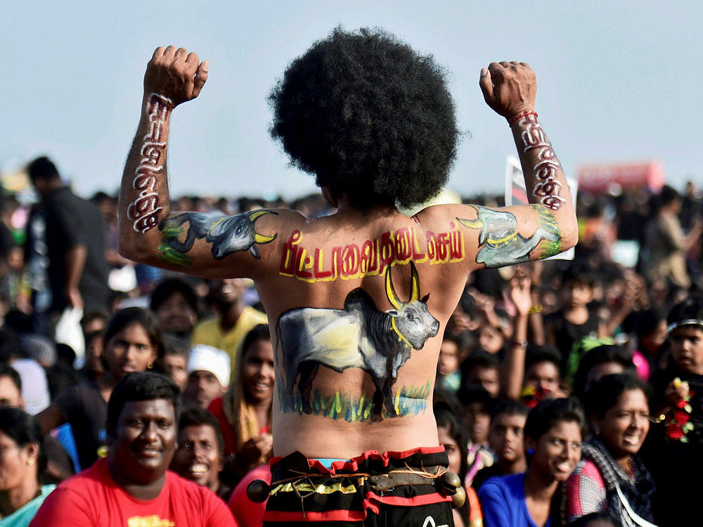 Youngstres and Students during the protest to Lift ban on jallikattu and impose ban on PETA, at Marina Beach in Chennai on Sunday. PTI Photo