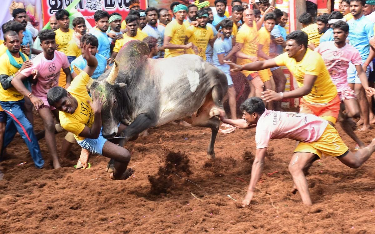 Participants try to tame a bull during Jallikattu in Madurai district of Tamil Nadu. PTI