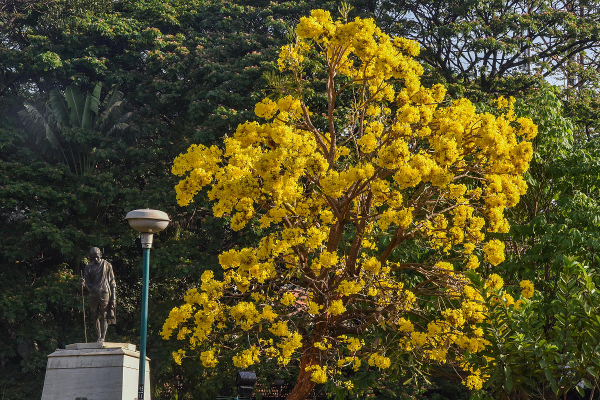  'Silver Trumpet' tree near MG statue park, MG Road in Bengaluru. DH Photo by S K Dinesh