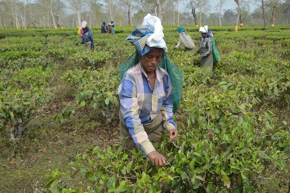 Workers in Halmira tea estate in Golaghat district in eastern Assam on February 7.