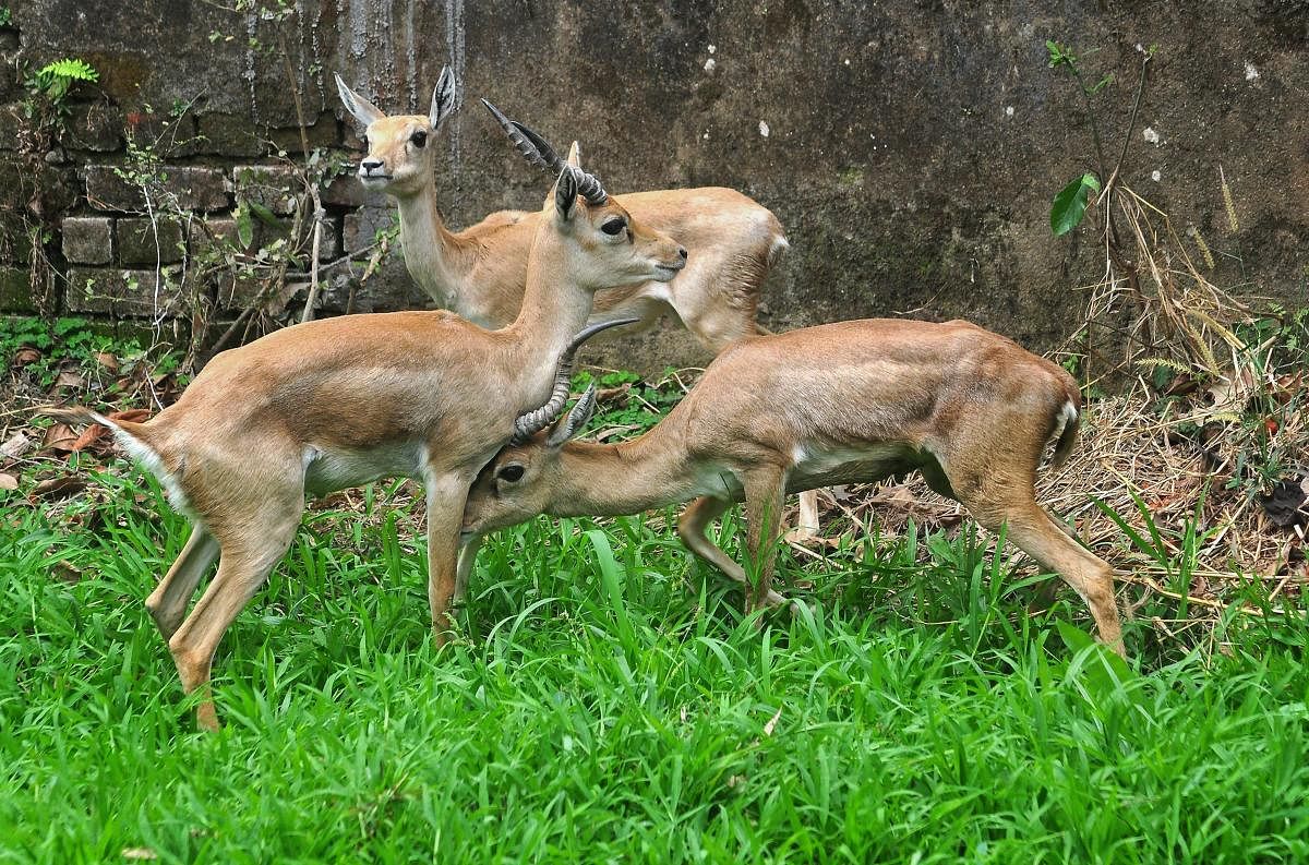 Three blackbucks (Antilope cervicapra) brought from Mysore Zoo released at Assam State Zoo during an Animal Exchange Programme, in Guwahati on Monday. PTI Photo for representation. 