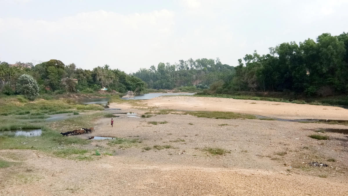 A shepherd grazes sheep in the dried-up Tunga river bed.