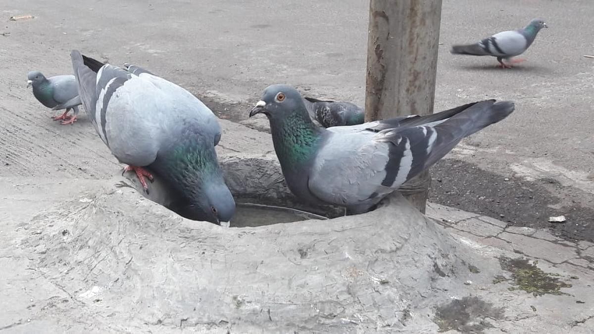 Pigeons drink water from a bowl on MG Road. DH Photo