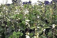 Avare flowers in a field near Byappalli in Srinivaspur taluk falling off due to thick cloud cover. DH Photo