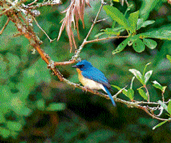 Blue Flycatcher at the Nandi park. DH Photo