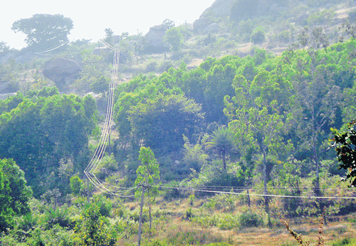 Turahalli forest, located just 25 km from Bannerghatta National Park, is an elephant  corridor connecting Bannerghatta, Savandurga, Magadi and Kengeri.