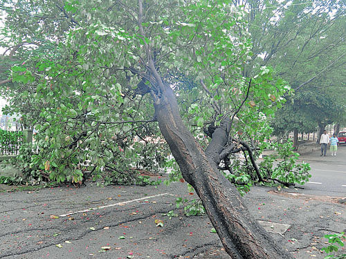 Heavy wind and rainfall brought down a tree fell at MC Layout in the City on Tuesday. DH photo