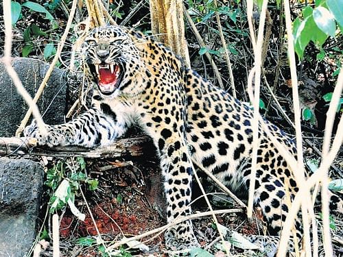 Trapped leopard rescued near Sakleshpur, released into forest