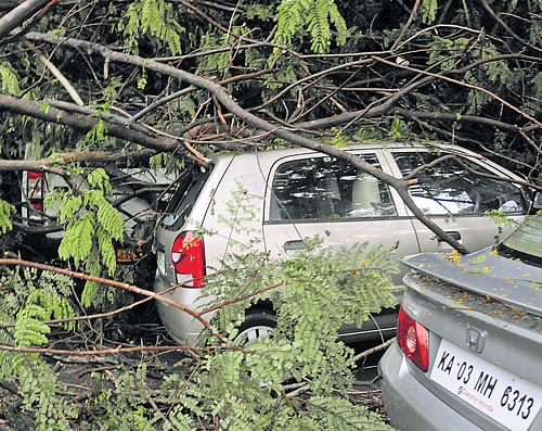 More than 30 trees were uprooted on Saturday, following the rainfall that lashed the city. Jayanagar was the worst affected with more than 15 trees being uprooted.  DH Photo