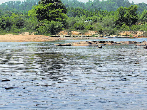 Water in River Tunga at Sringeri in Chikkamagaluru district has fallen to a worrying level. Experts say that if the situation continues, the chances of fish surviving in the river are bleak.